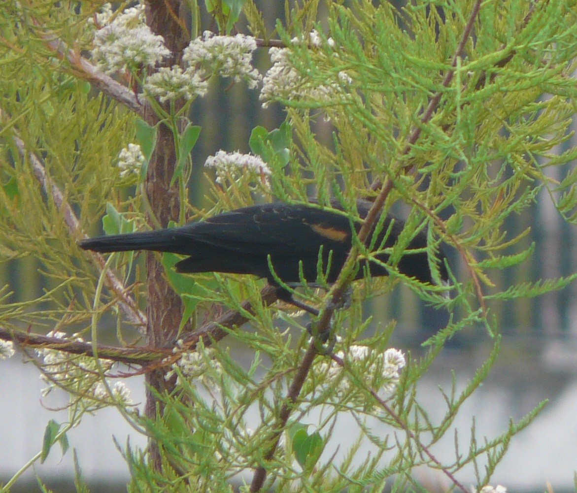 Red-winged Blackbird - ML494869101