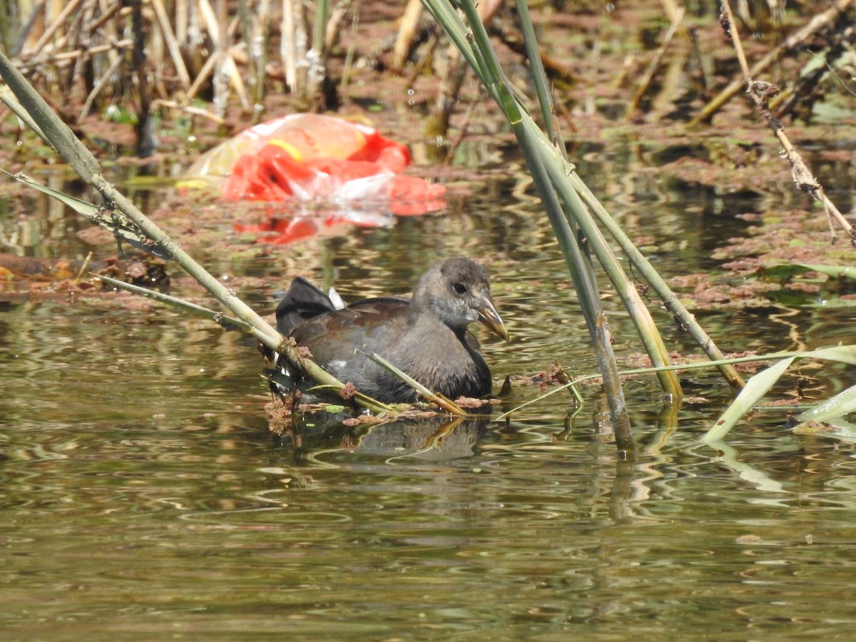 Gallinule à face noire - ML494869121