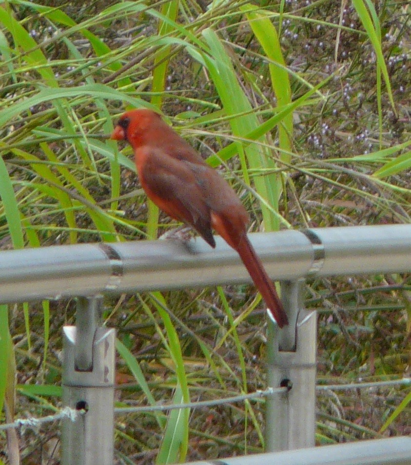 Northern Cardinal - ML494869201