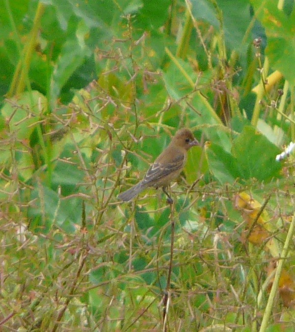 Blue Grosbeak - ML494869491