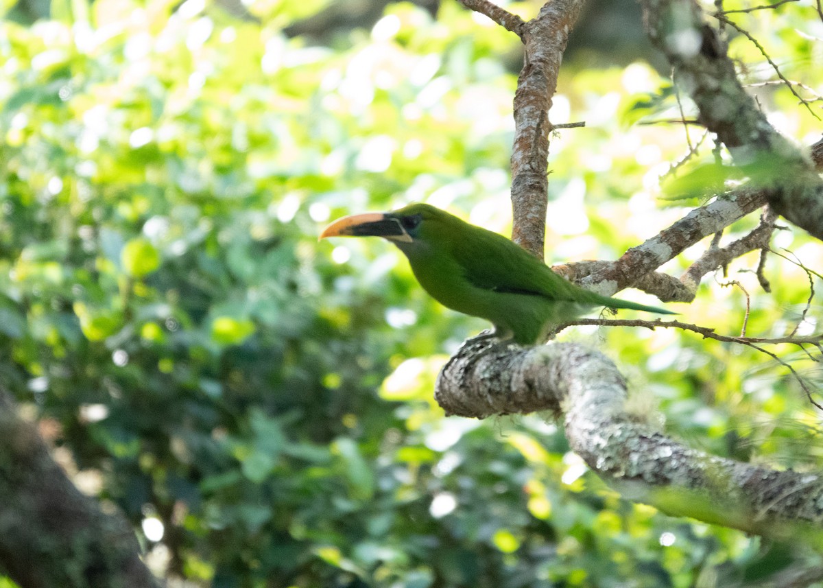 Groove-billed Toucanet - ML494869501