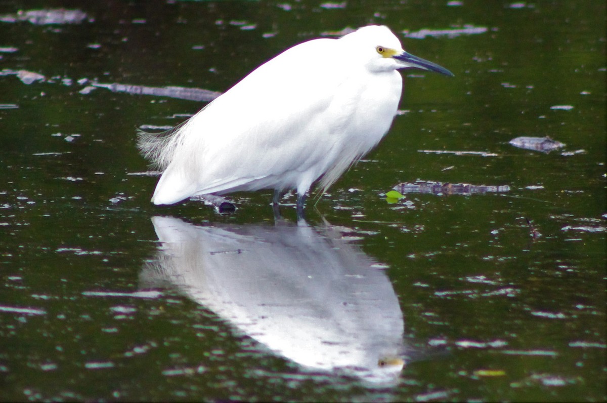 Snowy Egret - ML494869871