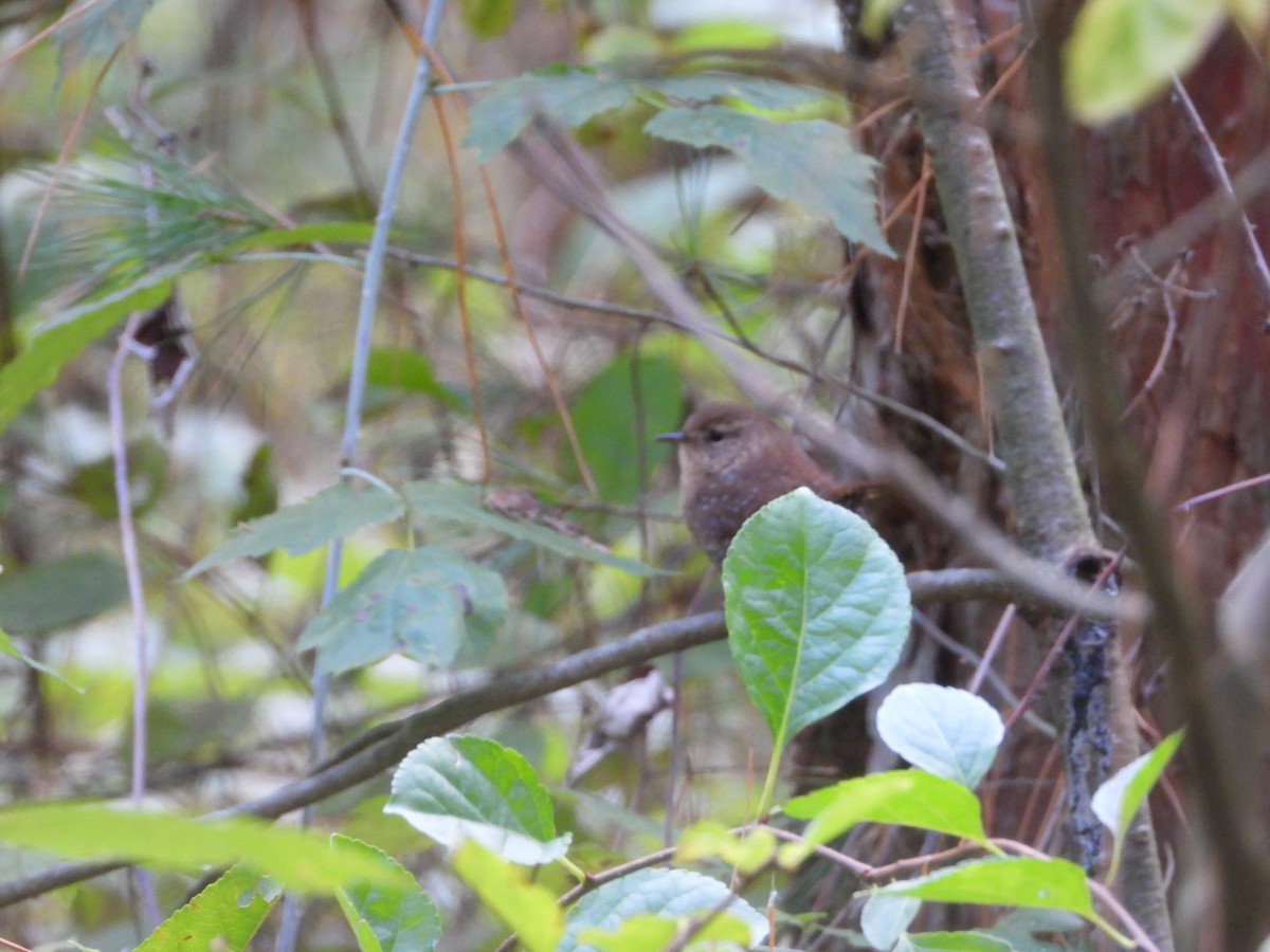 Winter Wren - ML494870051