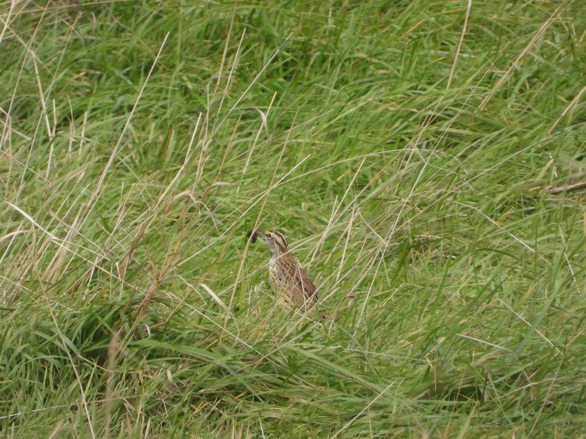 Eastern Meadowlark - ML494870211