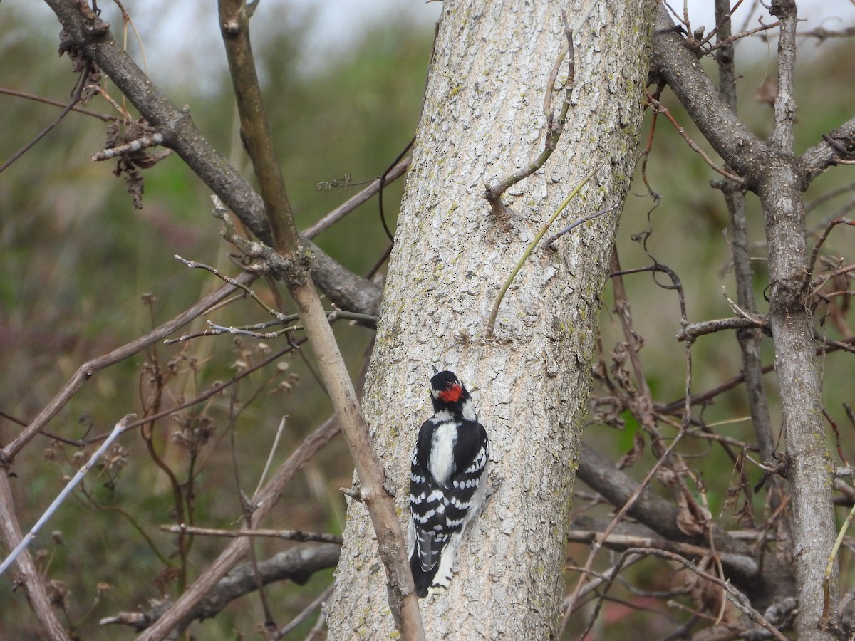 Downy Woodpecker - ML494870361