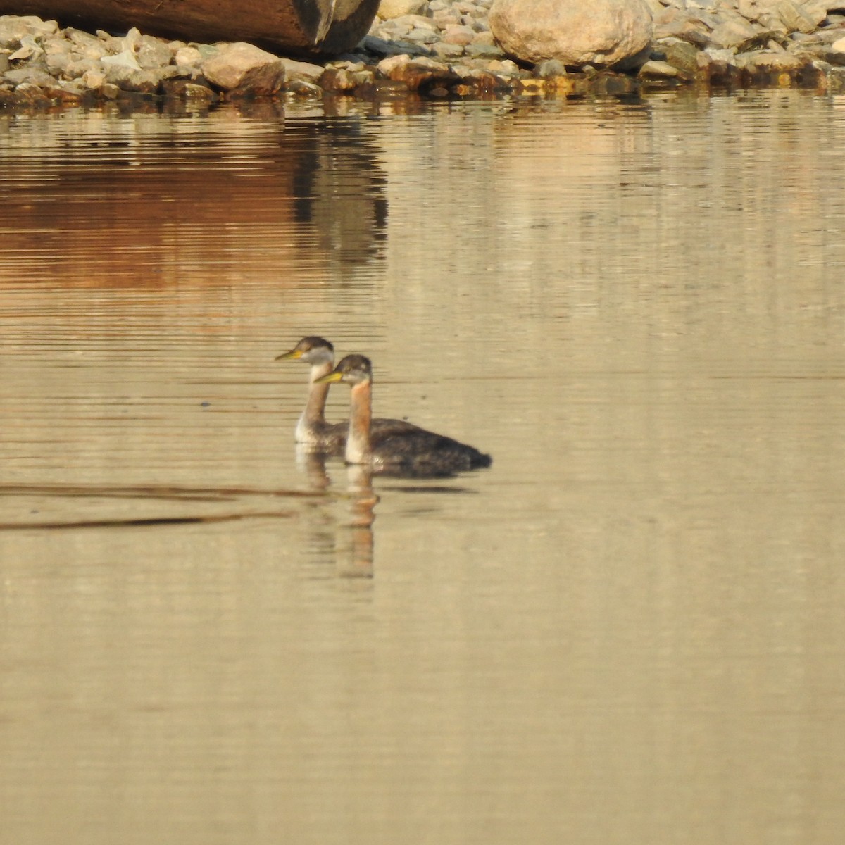 Red-necked Grebe - ML494870621