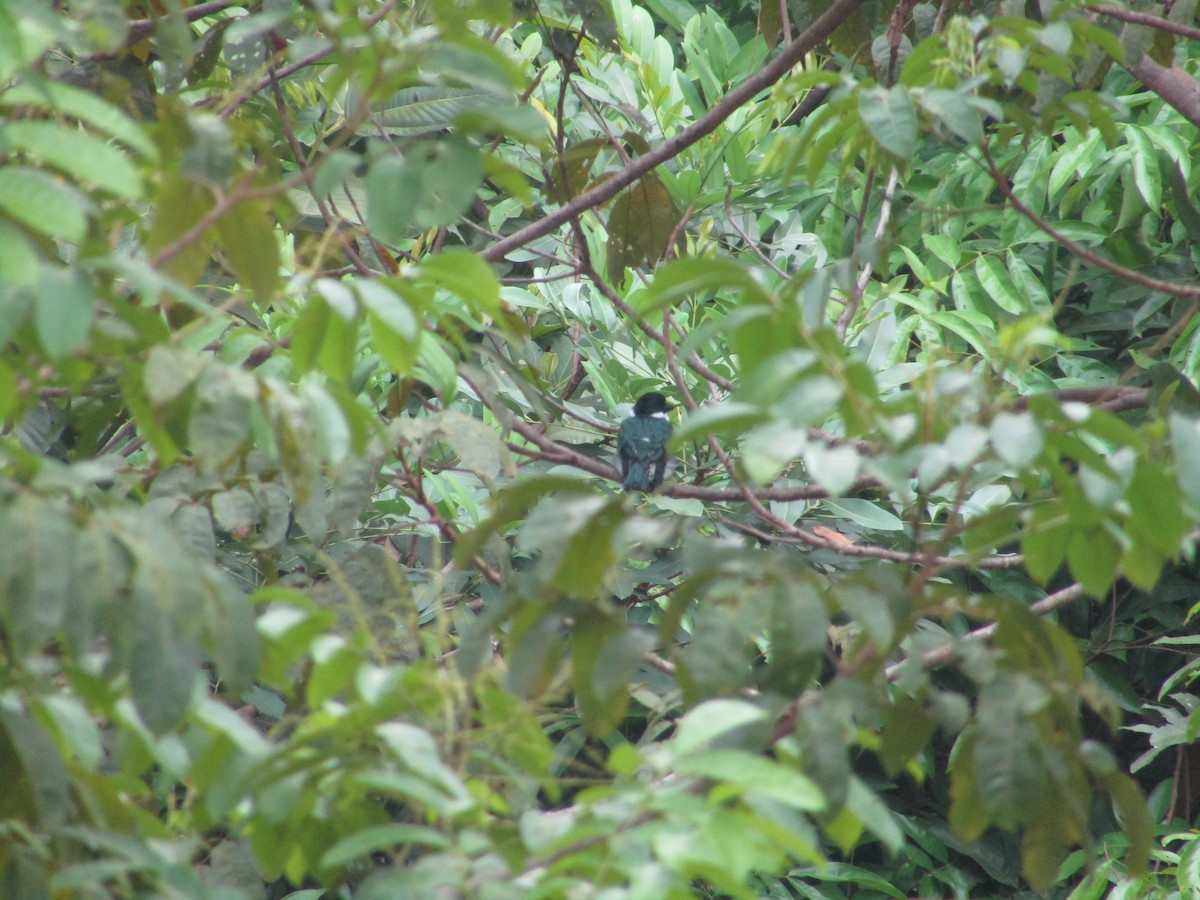 kingfisher sp. - ML494870641