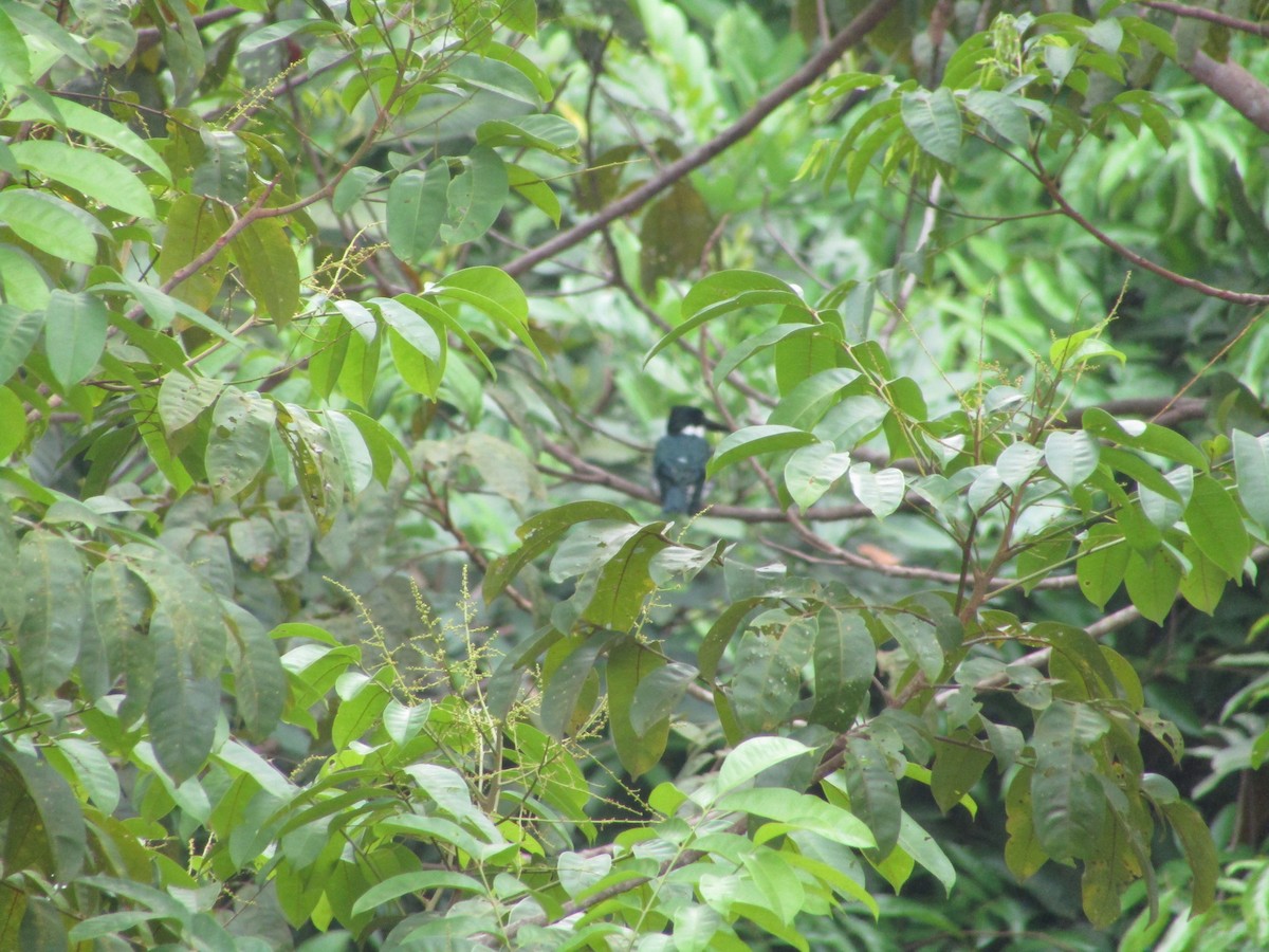 kingfisher sp. - ML494870671