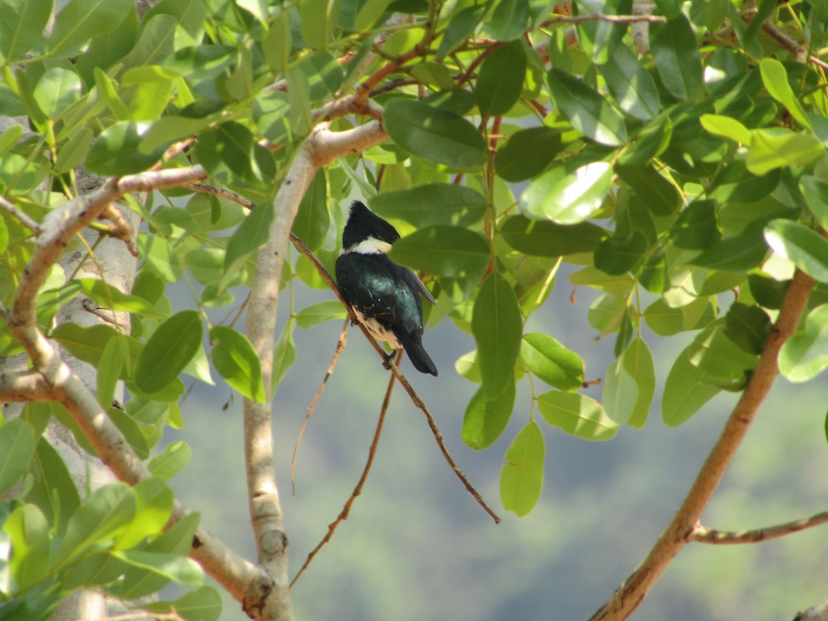 kingfisher sp. - ML494870681