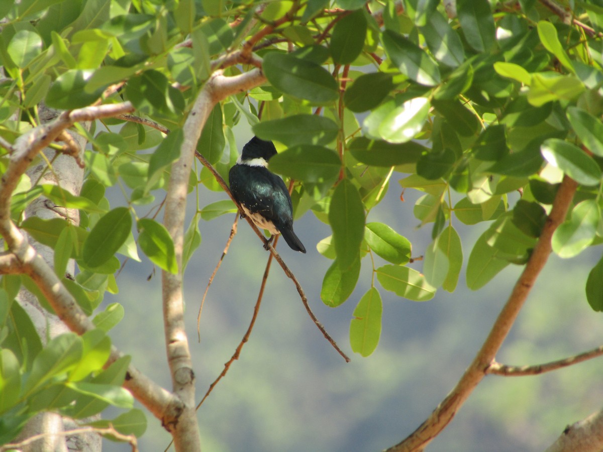 Alcedinidae sp. - ML494870691