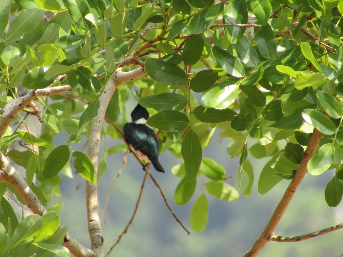 Alcedinidae sp. - ML494870721