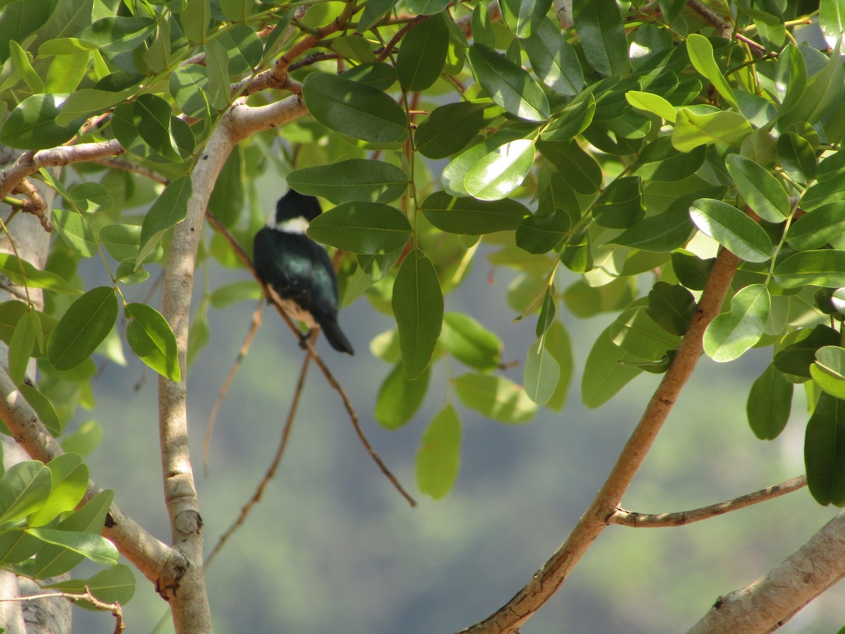 kingfisher sp. - ML494870731