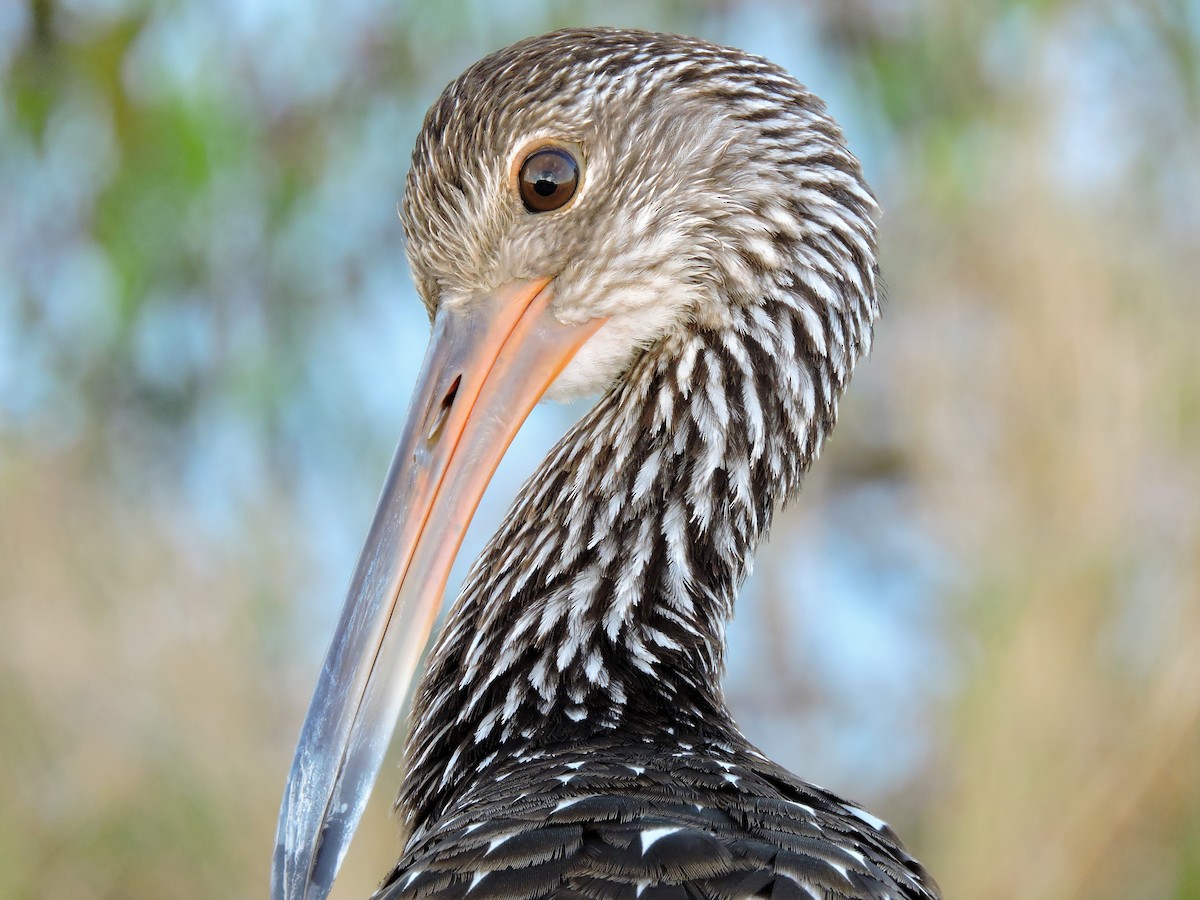 Limpkin - ML49487081