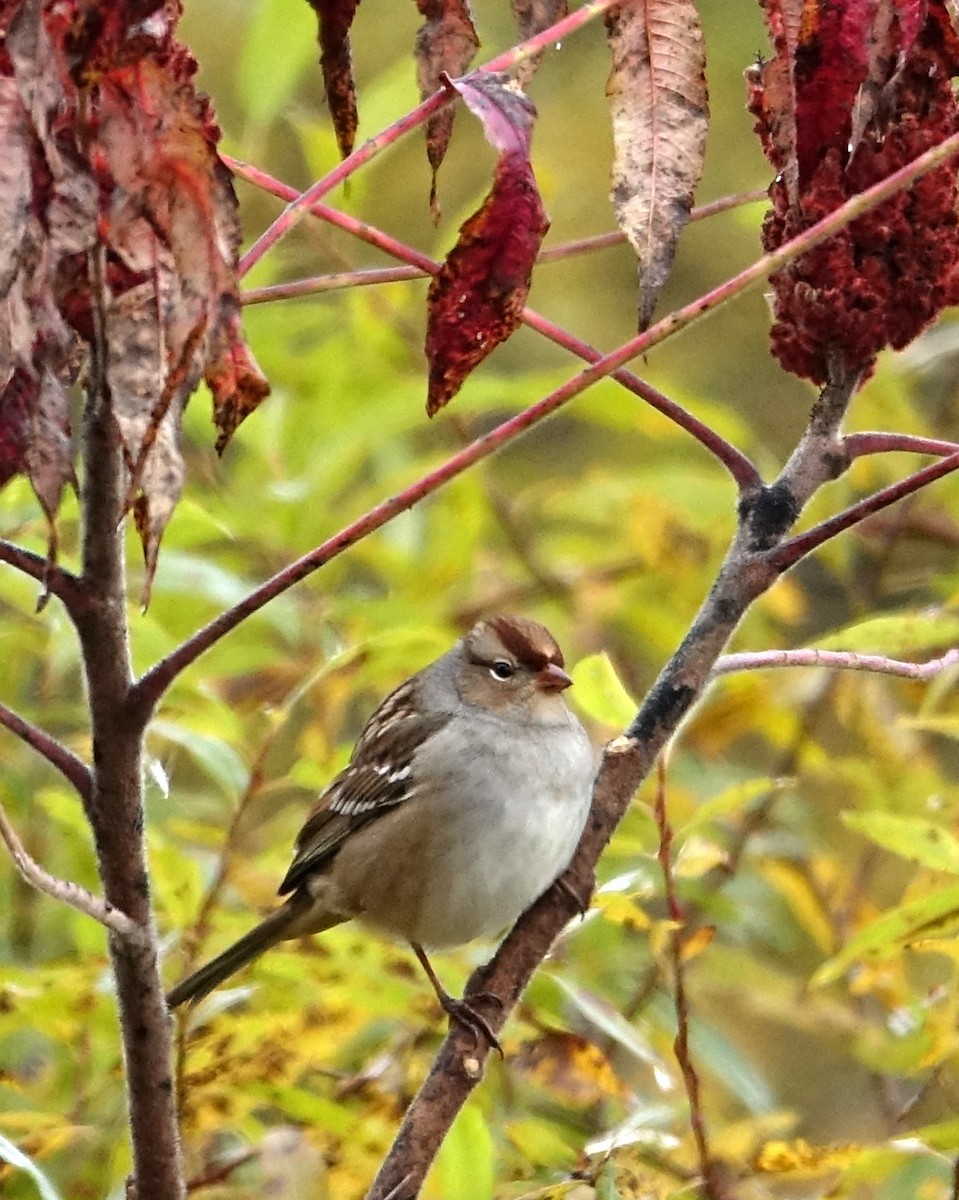 White-crowned Sparrow - ML494871201