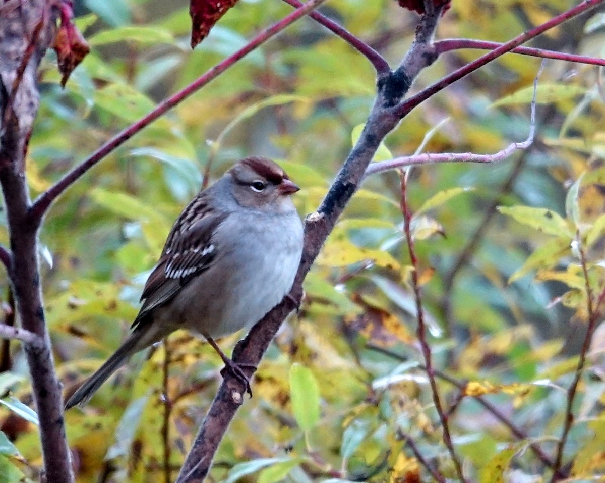 White-crowned Sparrow - ML494871211