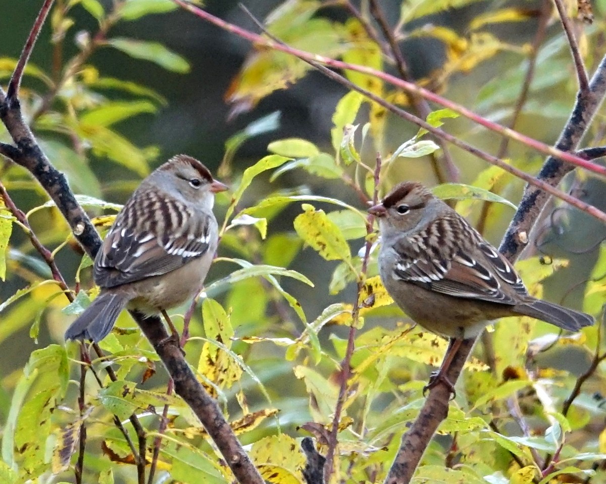 White-crowned Sparrow - ML494871221