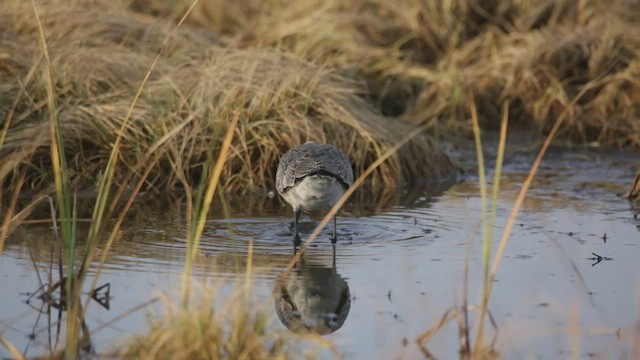 Hudsonian Godwit - ML494872201