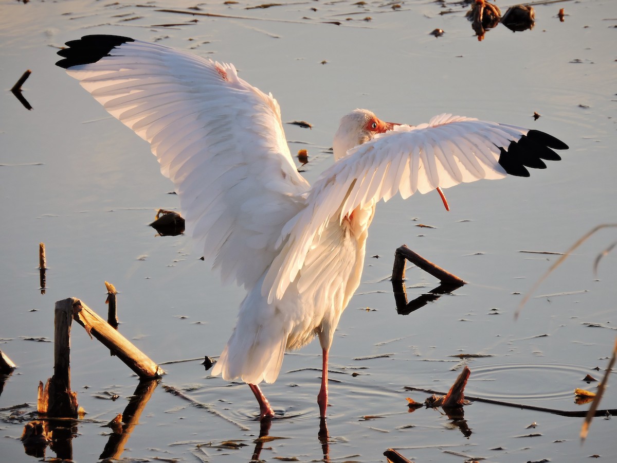 ibis bílý - ML49487251