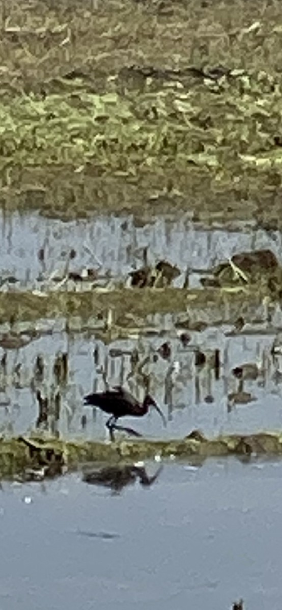 White-faced Ibis - Jane Bork