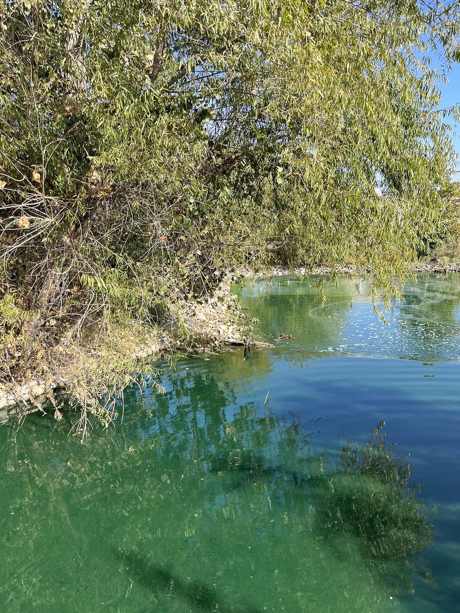 אנפת לילה - ML494874591