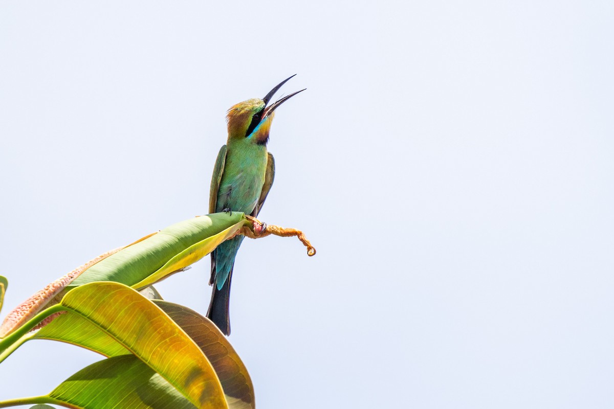 Rainbow Bee-eater - Duncan Henderson