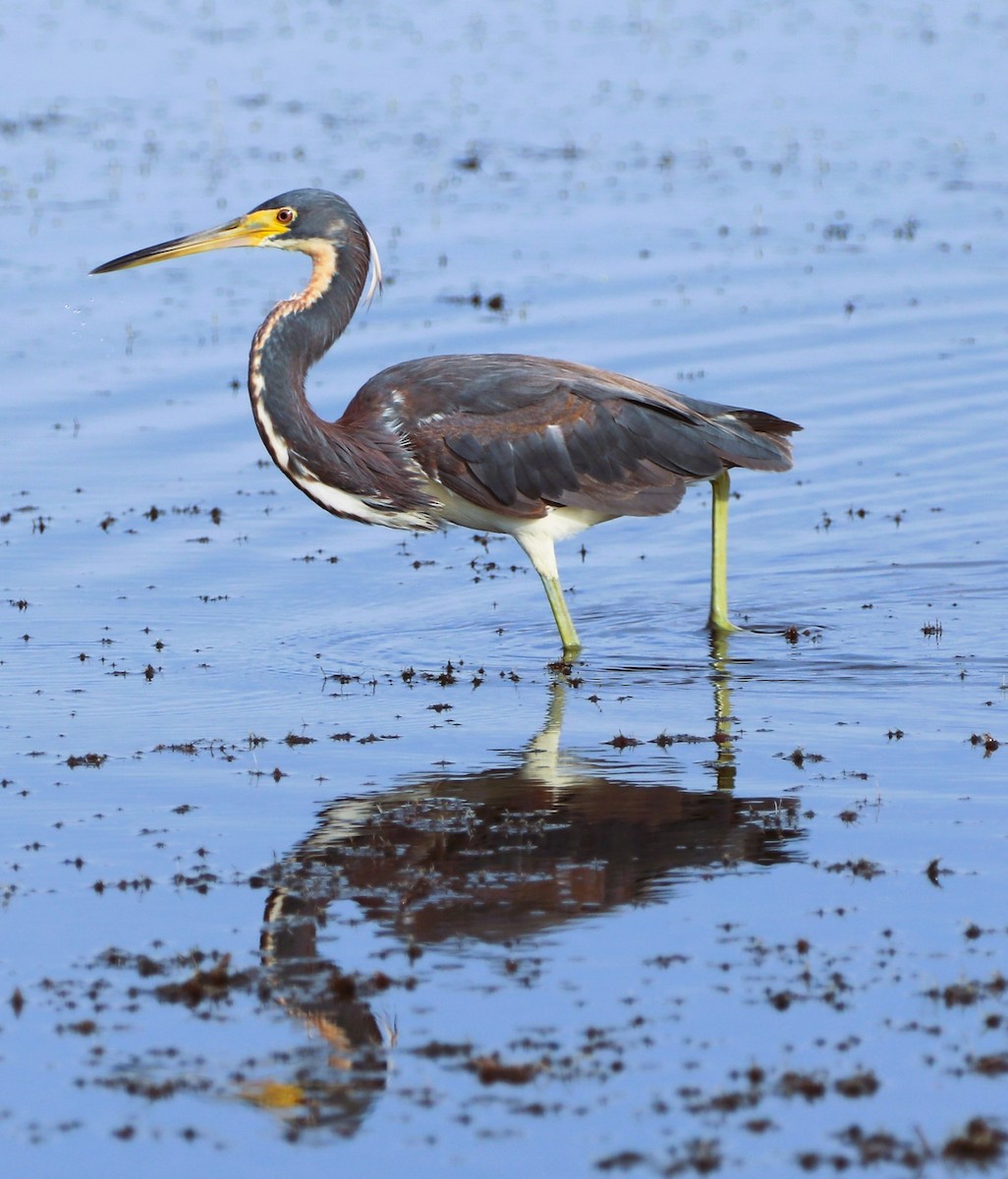 Tricolored Heron - ML494877381