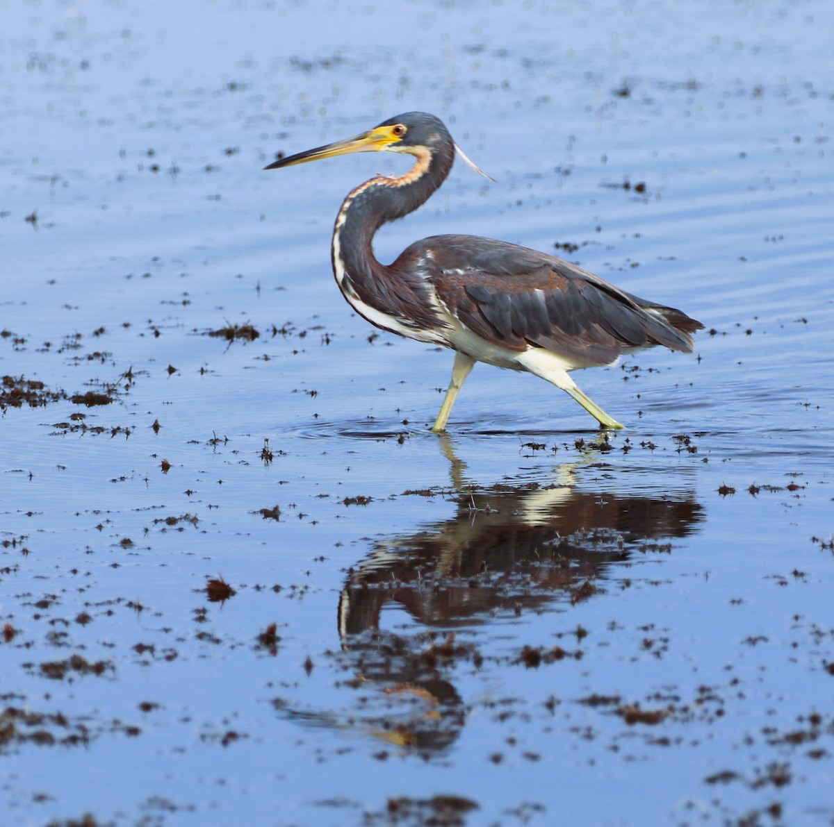 Tricolored Heron - Glenn Blaser