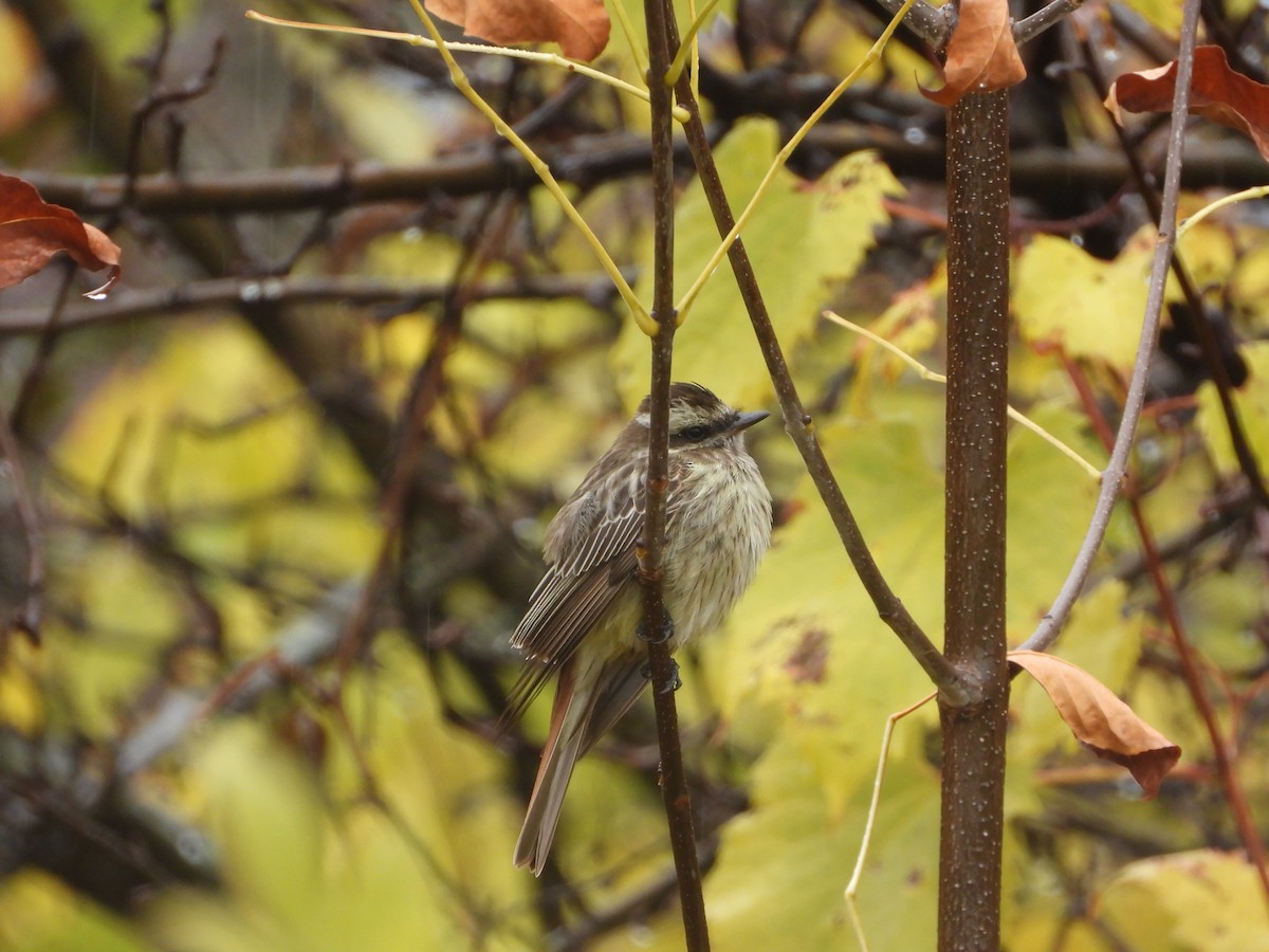 Variegated Flycatcher - ML494877511