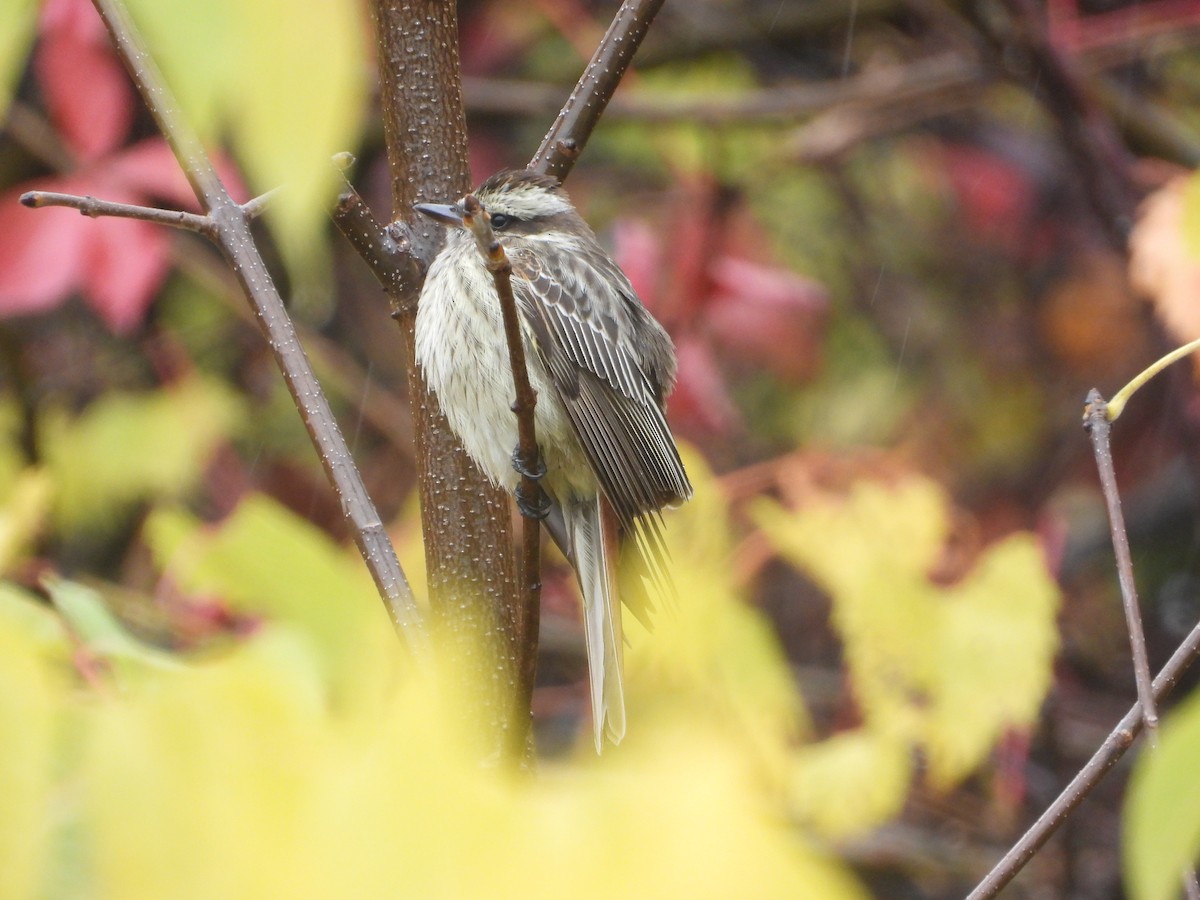 Variegated Flycatcher - ML494877521