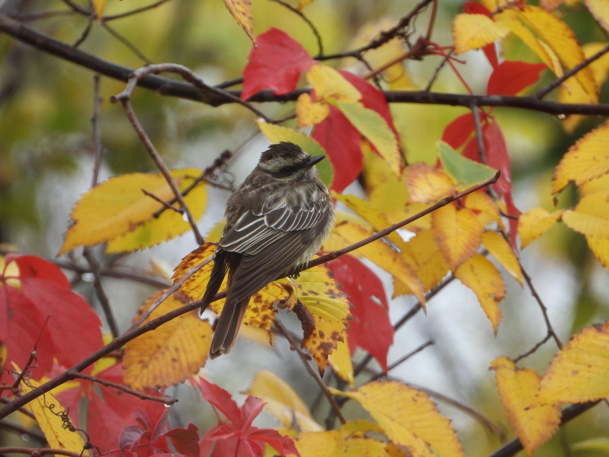 Variegated Flycatcher - ML494877551