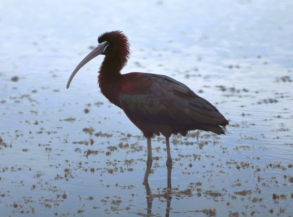 ibis hnědý - ML494877661