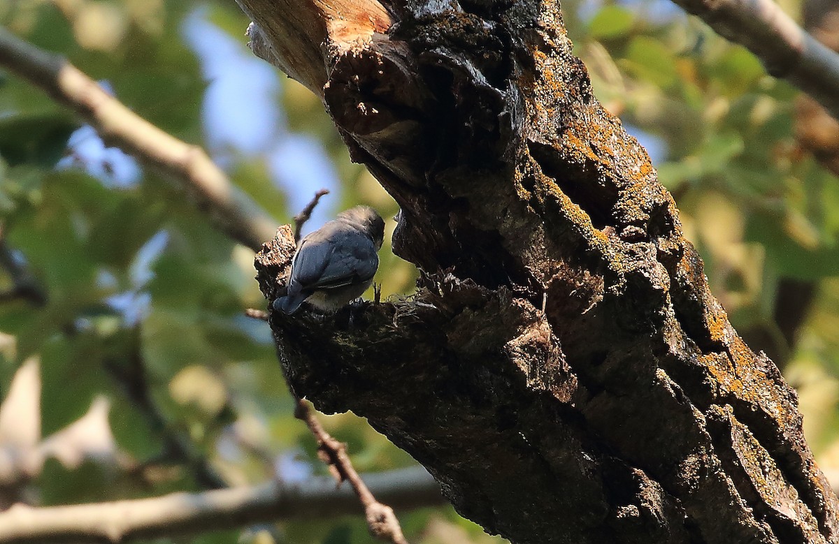 Pygmy Nuthatch - ML494877691