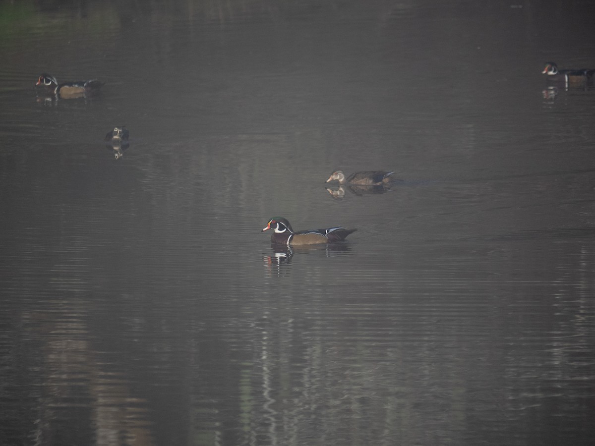 Wood Duck - ML494879811