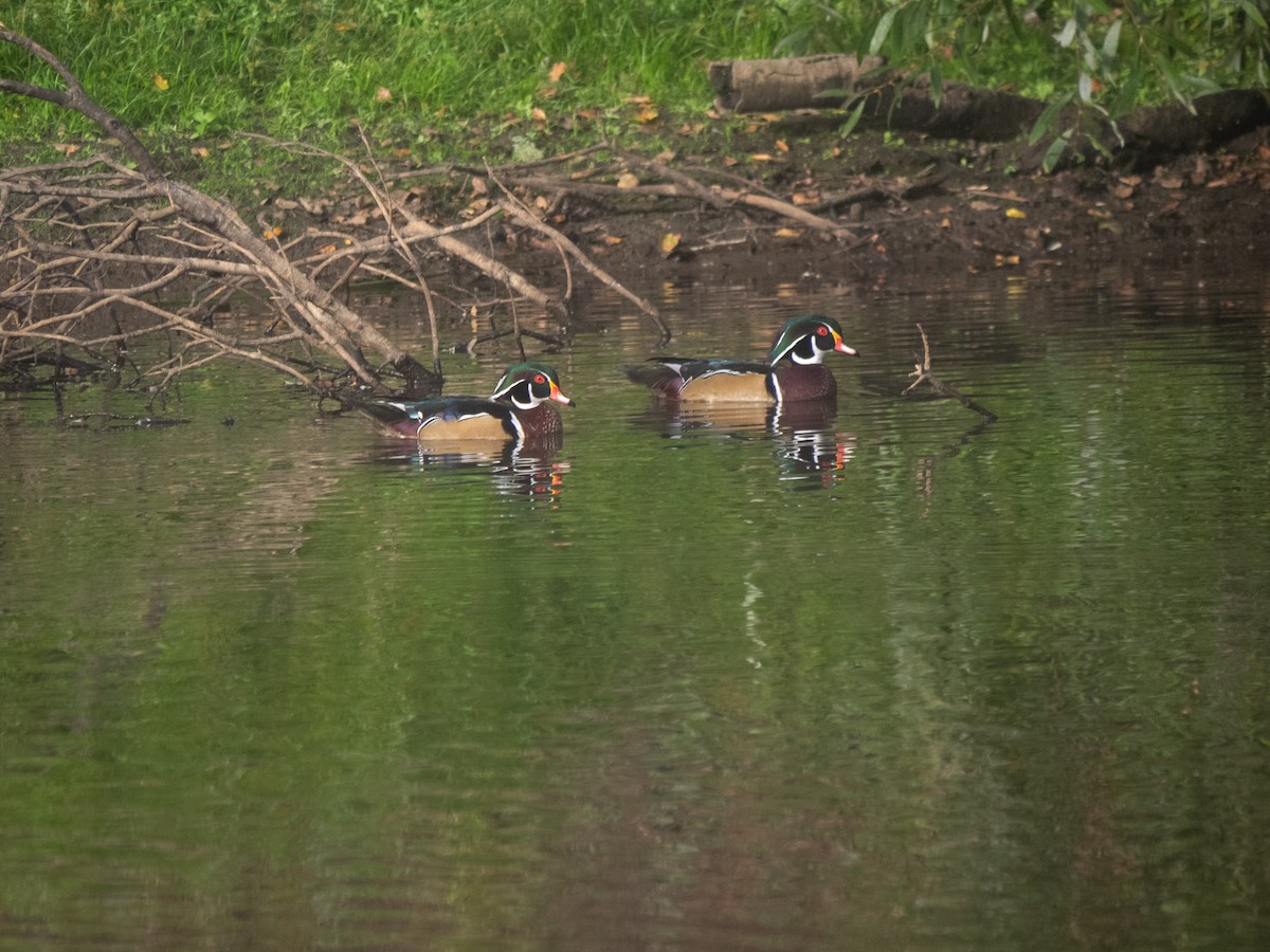 Wood Duck - ML494879821