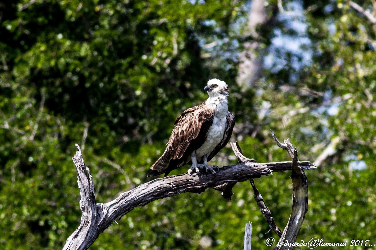 Osprey (Caribbean) - Jorge Eduardo Ruano