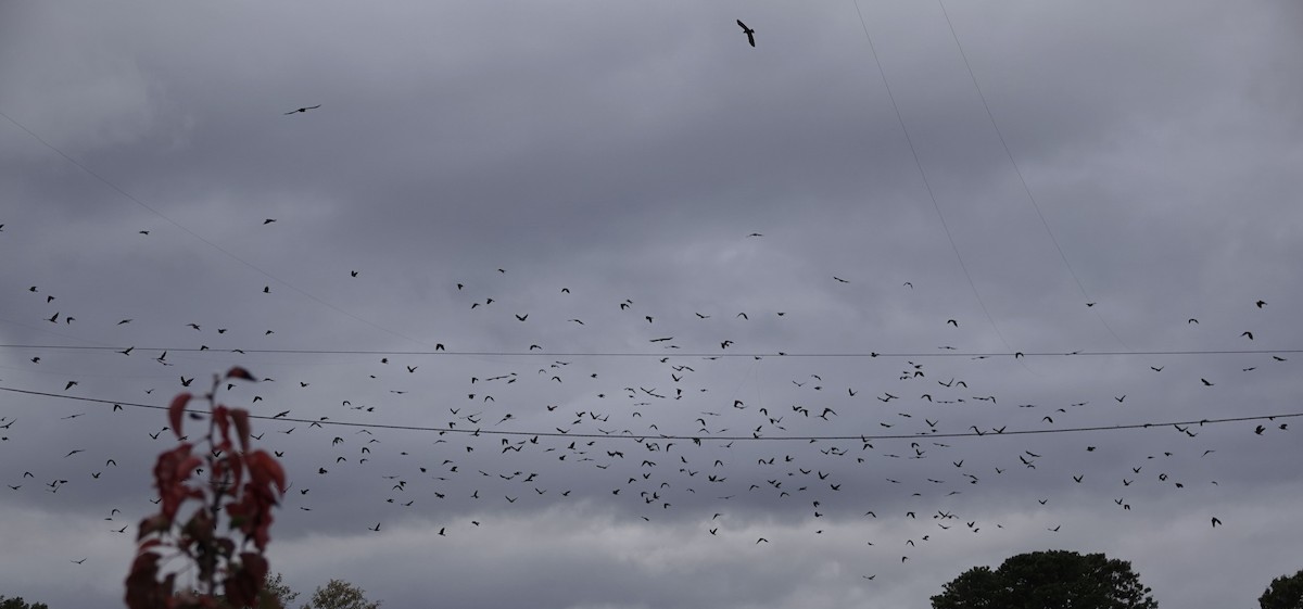 Fish Crow - ML494880871