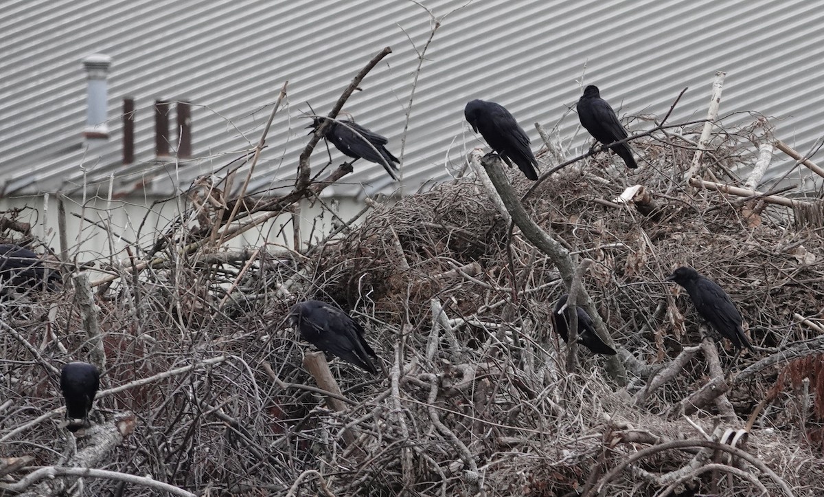 Fish Crow - ML494881581