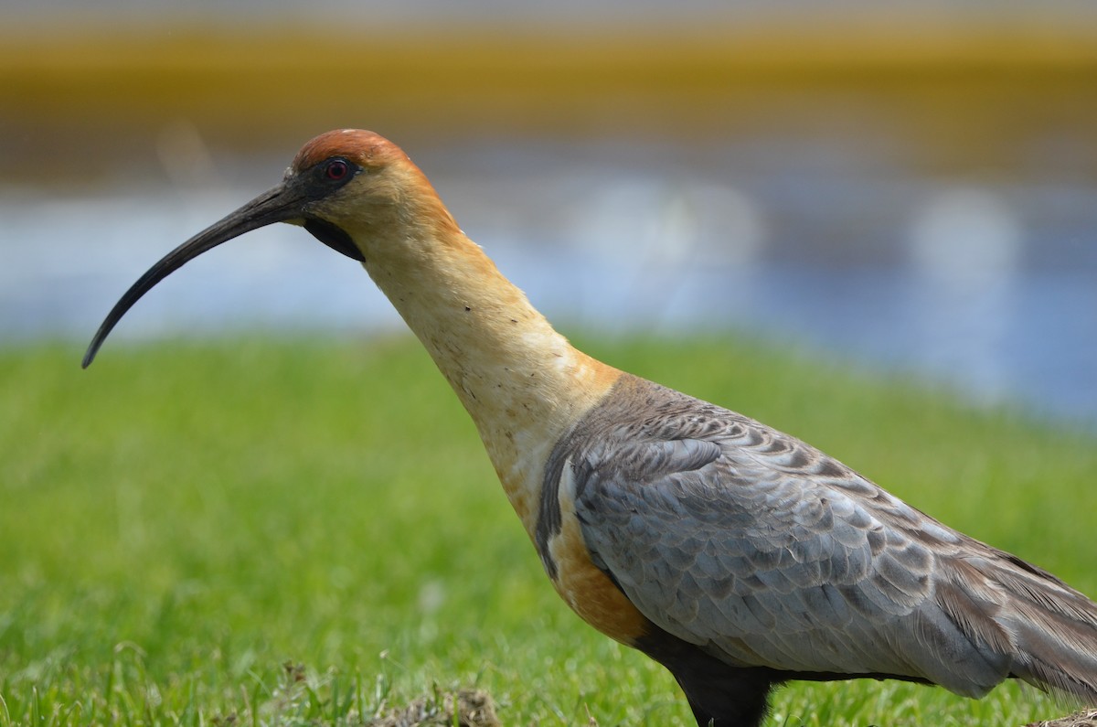 Black-faced Ibis - ML494882861