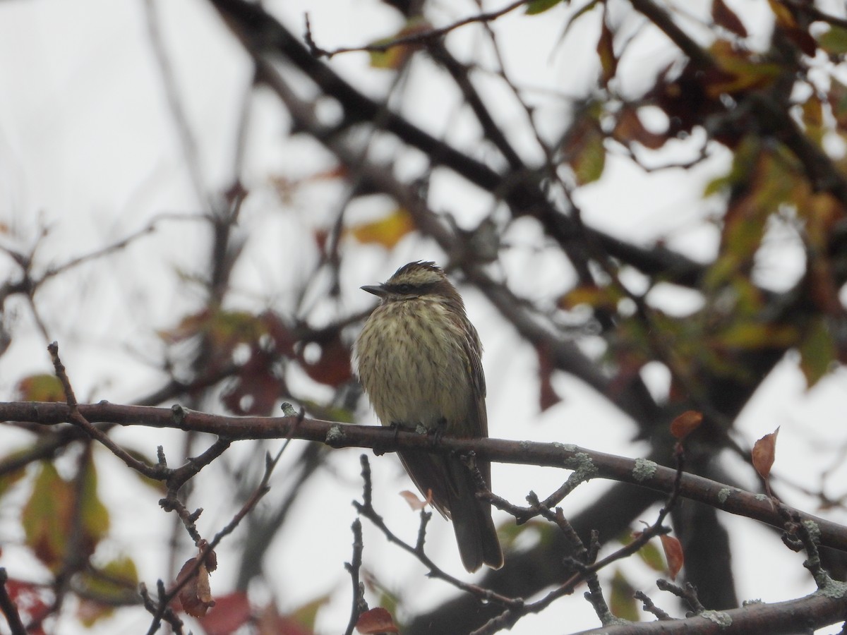 Variegated Flycatcher - ML494883721