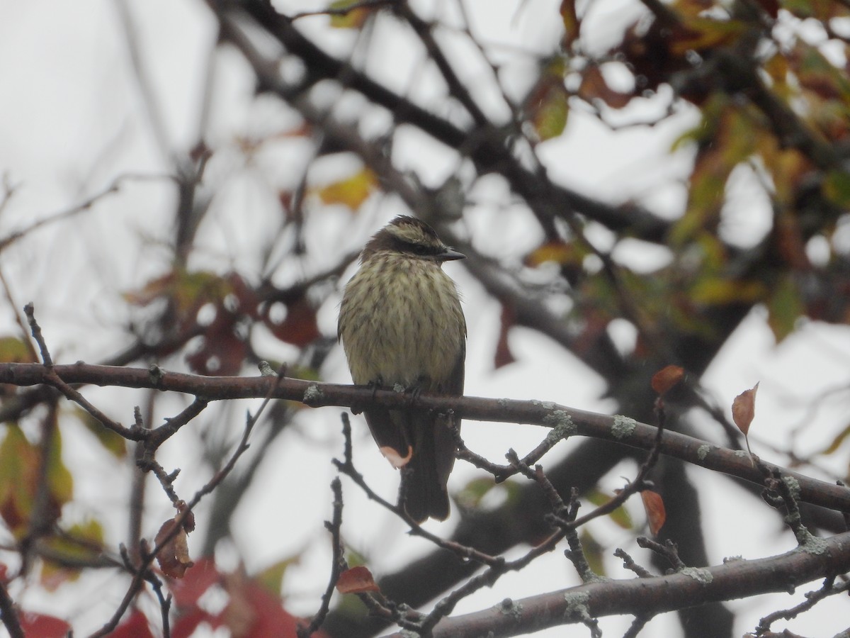 Variegated Flycatcher - ML494883731