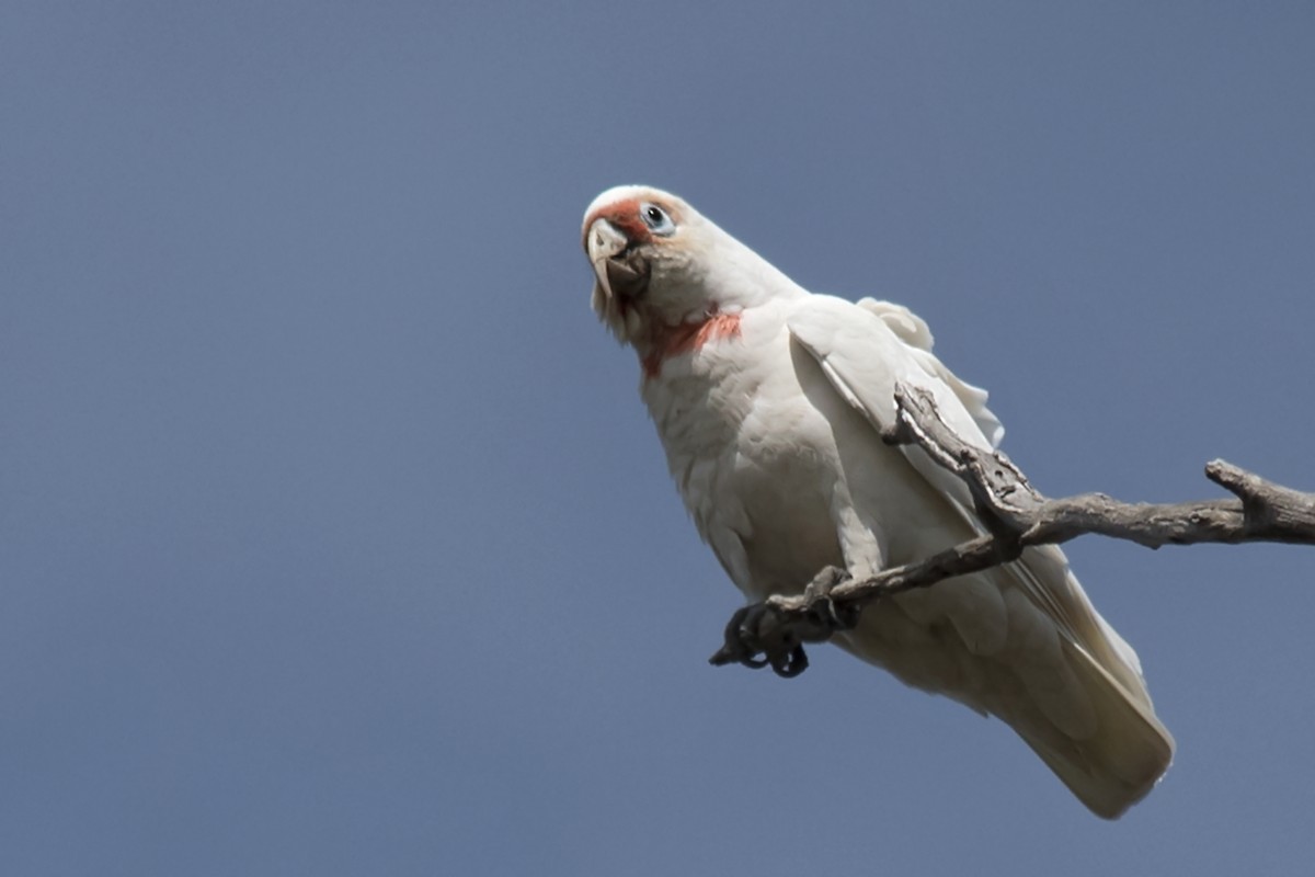 Long-billed Corella - ML494885841