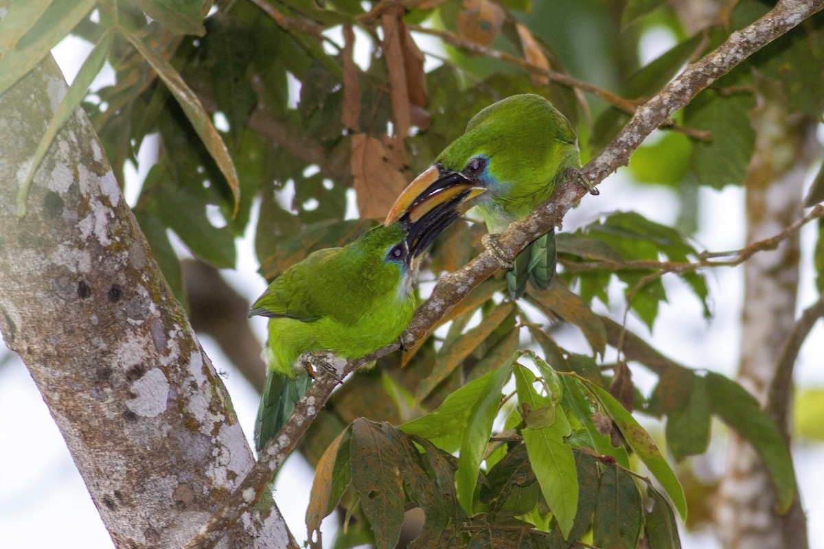 Groove-billed Toucanet (Yellow-billed) - ML494886001