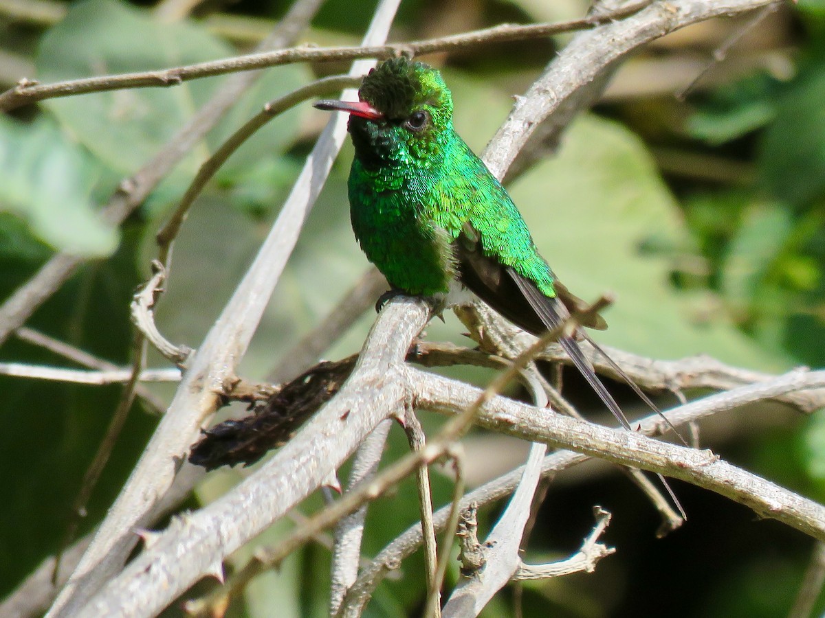 Golden-crowned Emerald - ML49488641