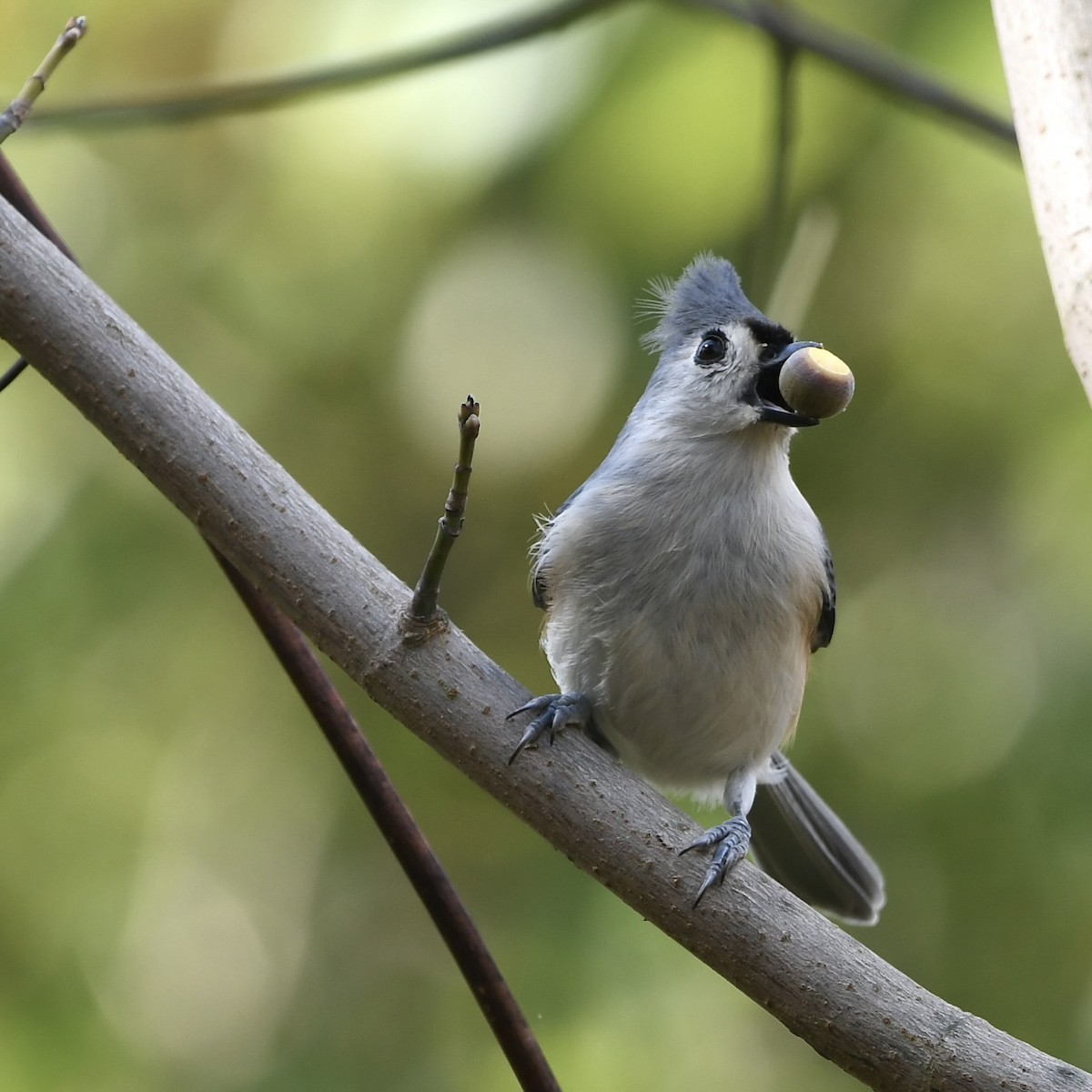 Mésange bicolore - ML494886871