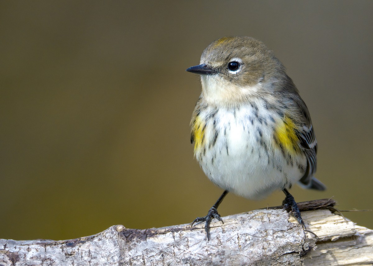 Yellow-rumped Warbler (Myrtle) - ML494888071