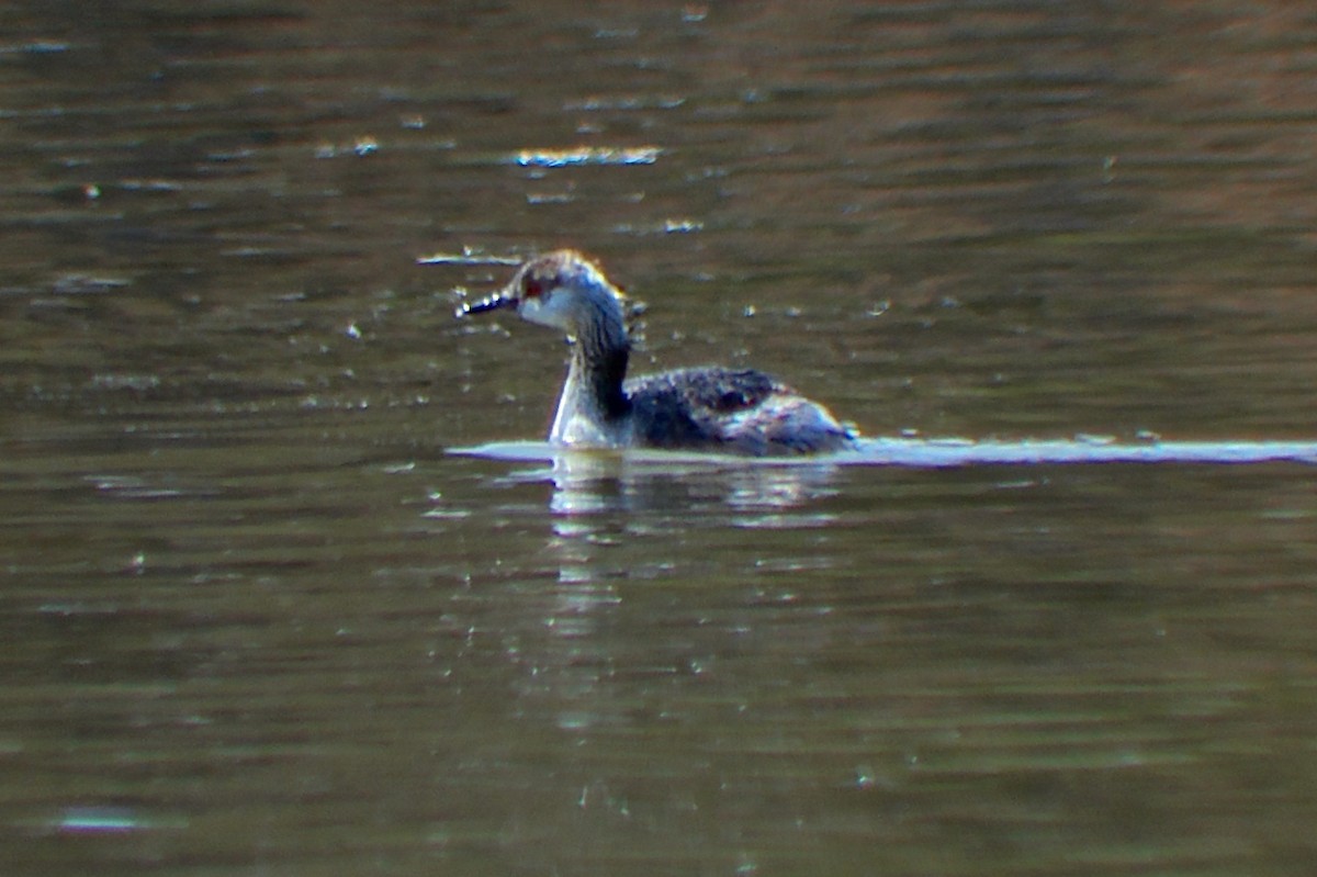 Horned Grebe - ML49488841