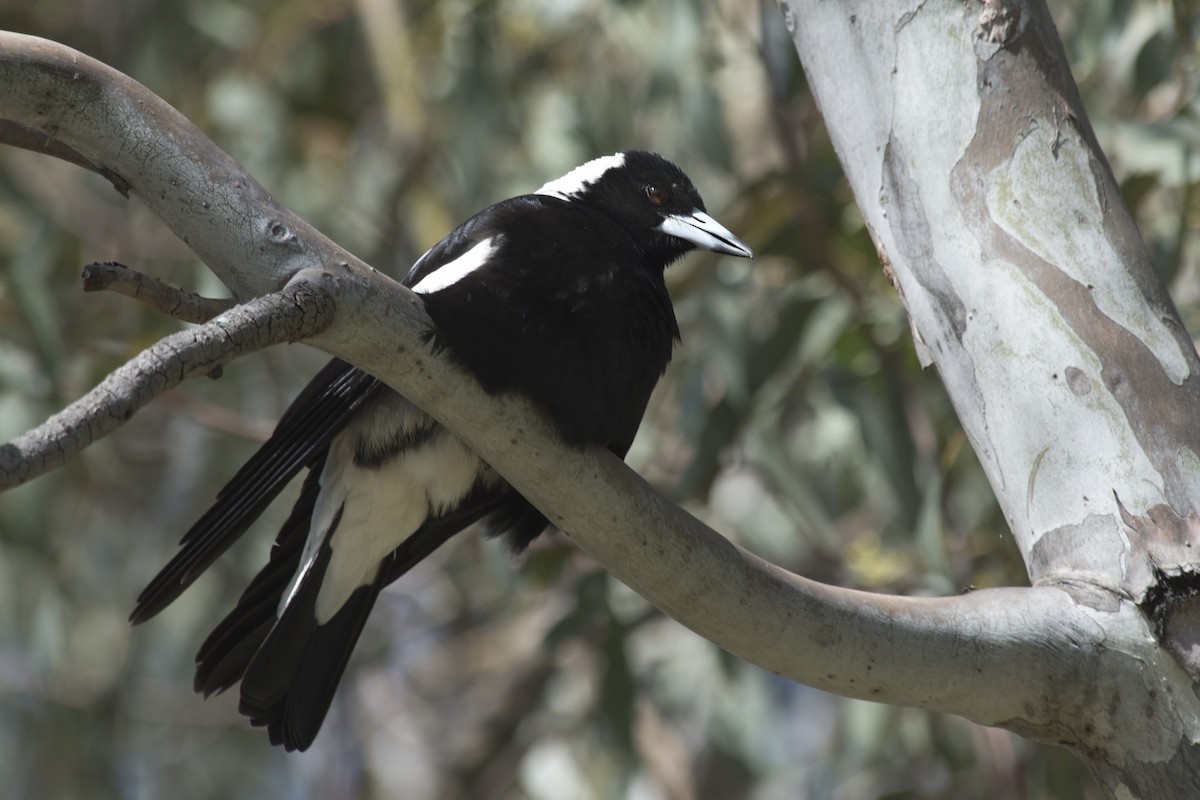 Australian Magpie - ML494888511