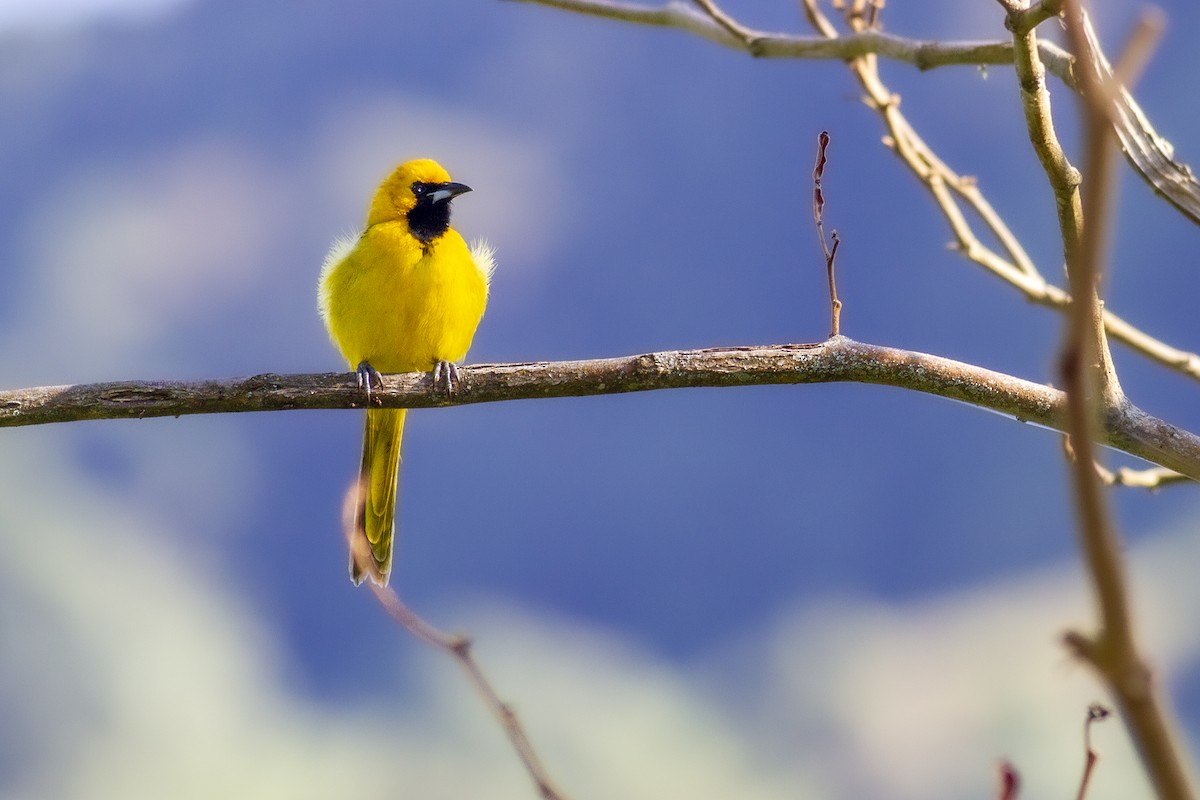 Yellow-tailed Oriole - ML494888651