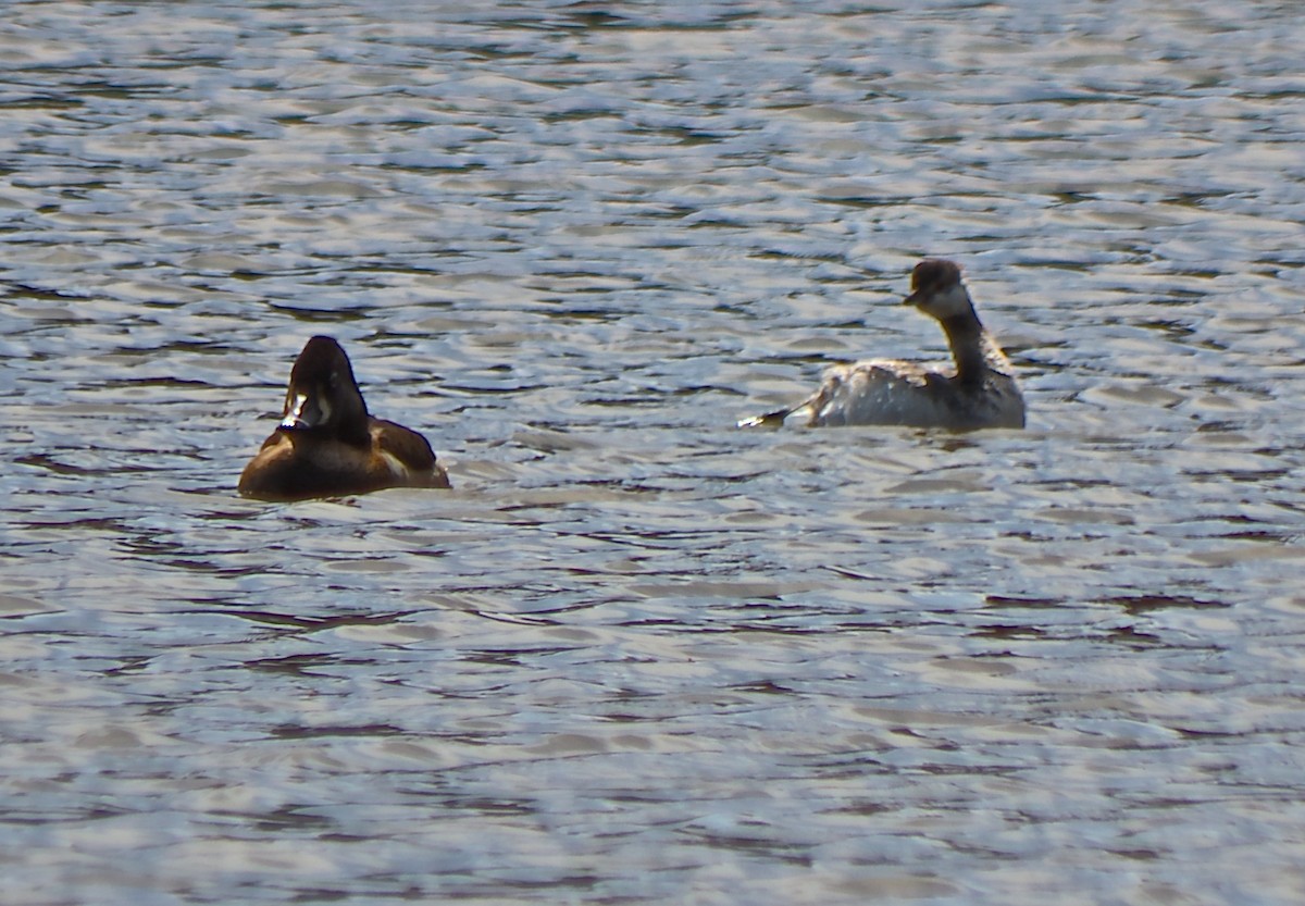 Horned Grebe - ML49488881