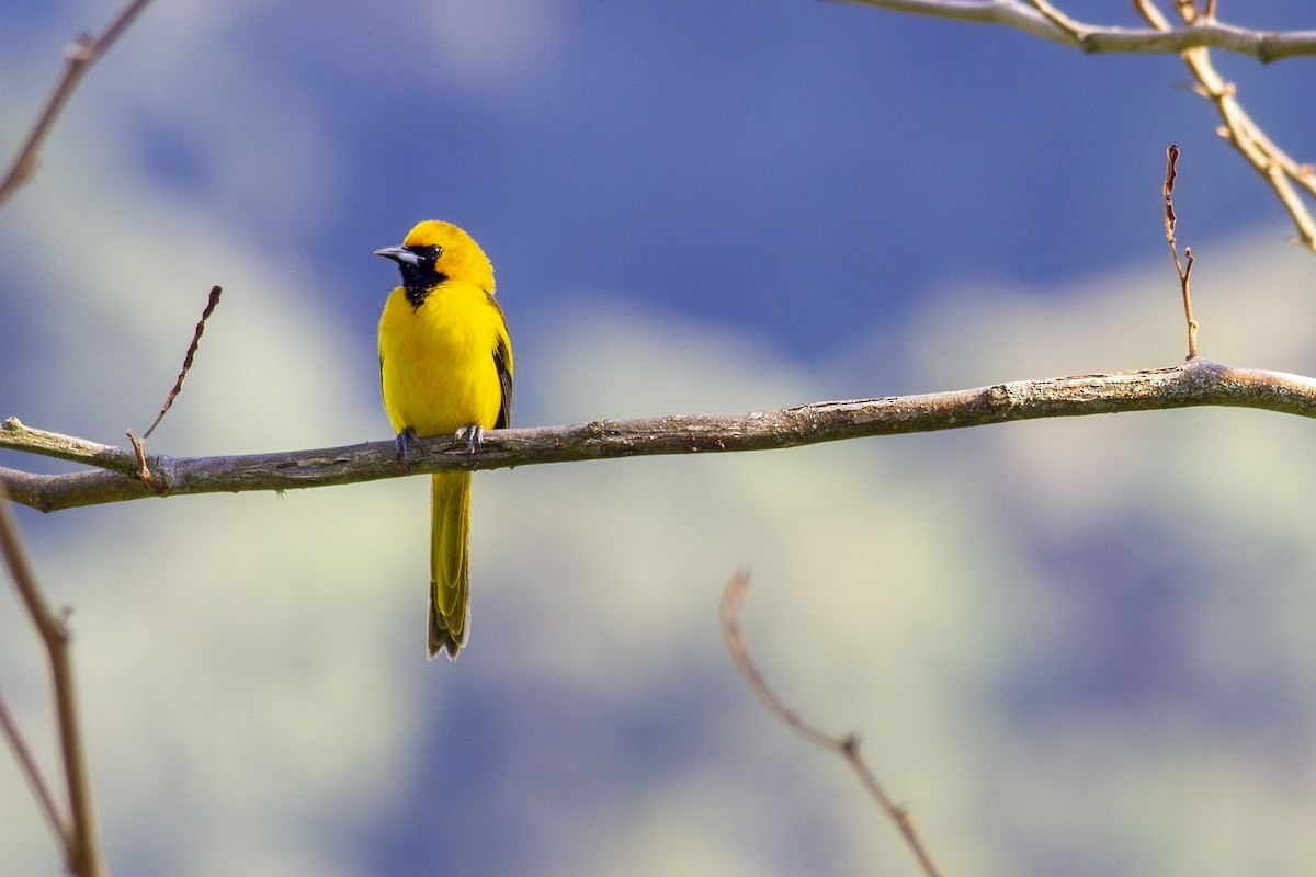 Yellow-tailed Oriole - ML494889511